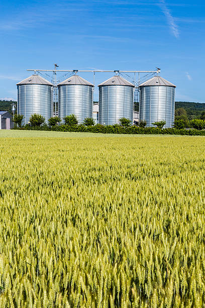istock four silver silos in field under bright sky 478855750