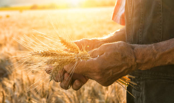 tocar a harvest - seed human hand wheat cereal plant - fotografias e filmes do acervo