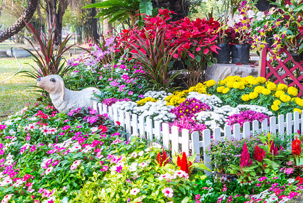 Colorful garden flowers