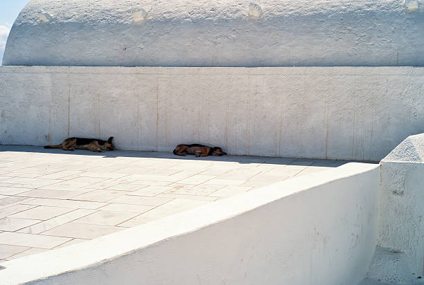 Crete; Santorini; Oia, Dogs asleep in the shade