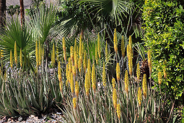 istock Aloe Vera Garden In Bloom 478860075