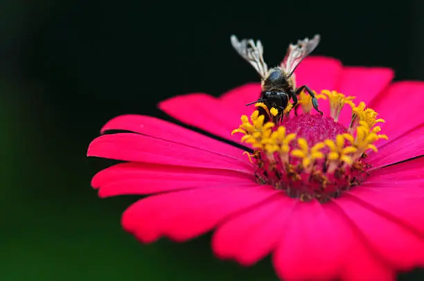 Photo of Bumble Bee Gathering Polen From Zinnia