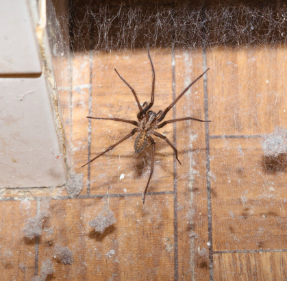 giant house spider lurking in web dusty bathroom Tegenaria duellica