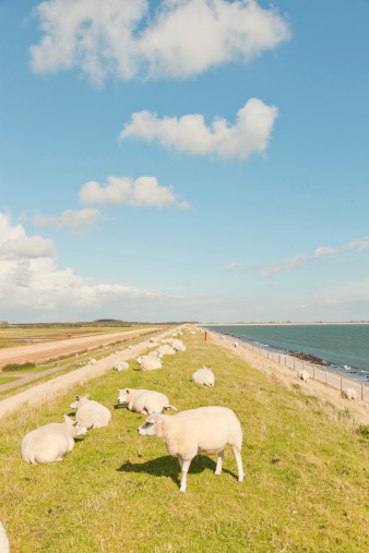 Sheep grazing in field of grass. Dike. Blue cloudy sky. Wadden island. Texel. The Netherlands.