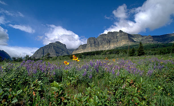 purple lupine sommer blumen glacier national park - british columbia glacier national park british columbia wildlife canada stock-fotos und bilder