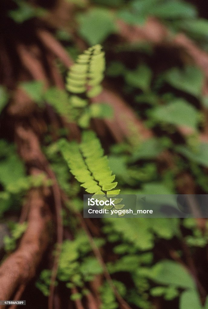 Maidenhair Fougère - Photo de Botanique libre de droits