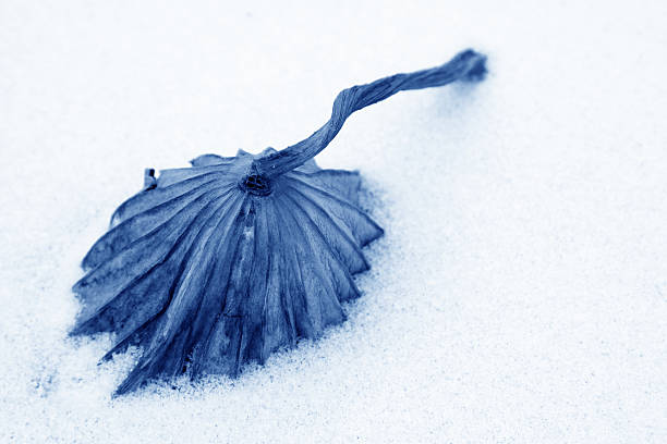 Close-up of a brown leaf covered with ice crystals in winter. There is space for text in the brown background.
