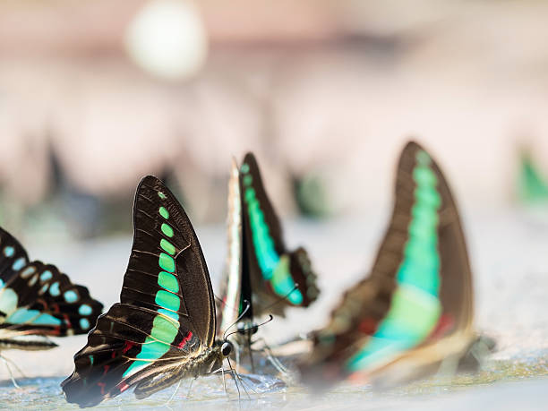 istock beautiful butterfly in nature 478864962