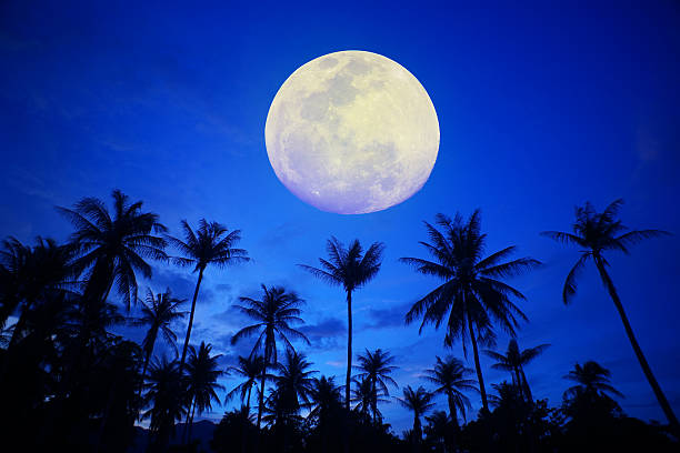 coconut tree with the moon coconut tree with the moon fantasy moonlight beach stock pictures, royalty-free photos & images