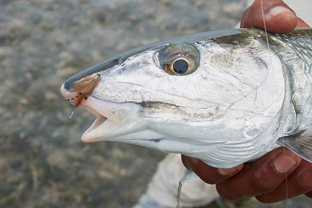 tête de bonefish avec braguette - bonefish photos et images de collection