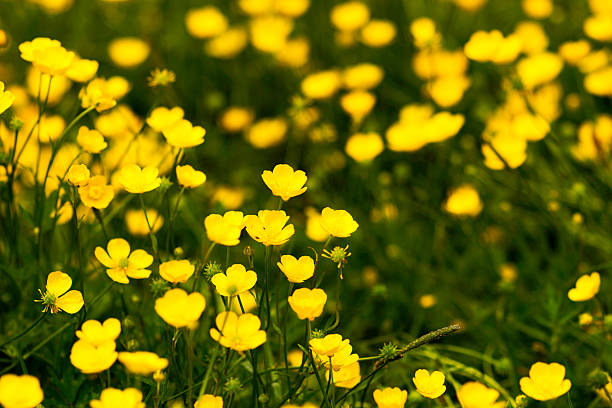 istock Buttercup Flowers - Yellow Flower Close-up 478868826