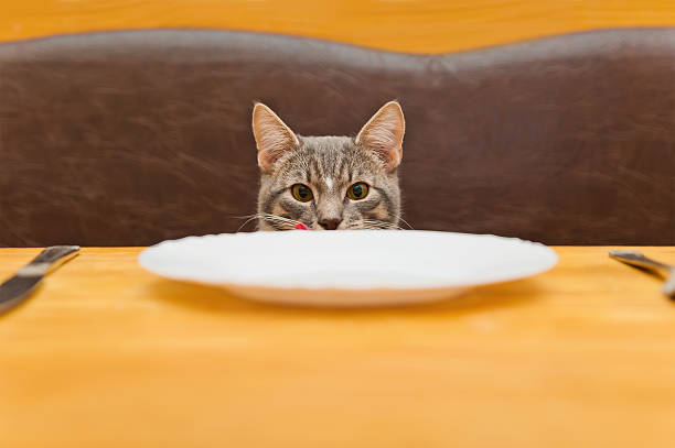 young cat after eating food from kitchen plate stock photo