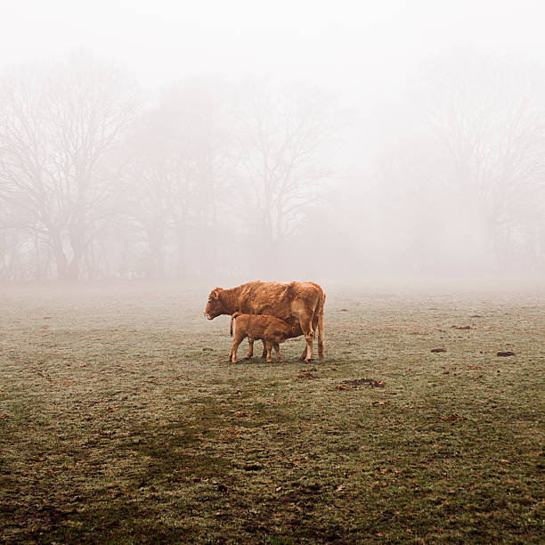 istock Mother and Child in Fog 478870213
