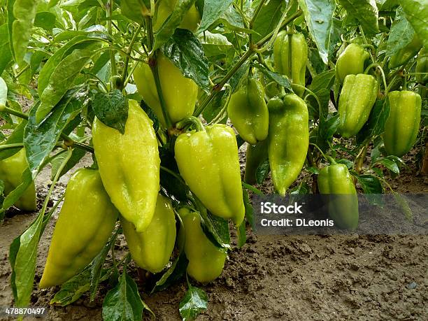 Unripe Sweet Peppers Stock Photo - Download Image Now - Agriculture, Bell Pepper, Botany