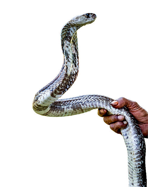 serpente cobra tenere in mano - snake biting animal mouth fang foto e immagini stock