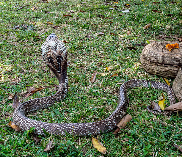 cobra crista de cobra - king cobra cobra snake india - fotografias e filmes do acervo