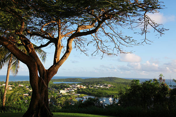 Overlook of tree in Fajardo, Puerto Rico stock photo