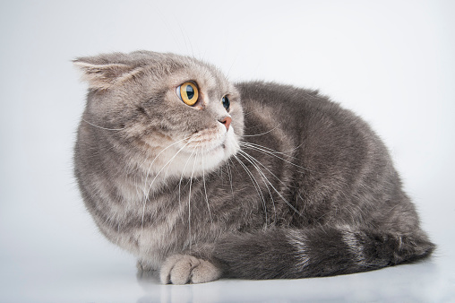Portrait of a frightened cat. Breed Scottish Fold. Studio photography on a light gray background.