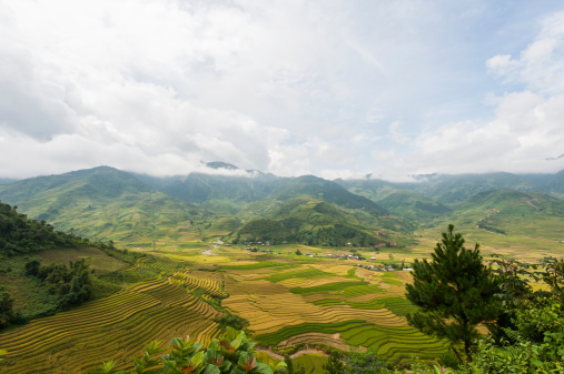 Terraced Field in Yen Bai, Vietnam