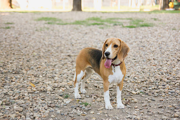 istock beagle puppy dog in countryside 478872841