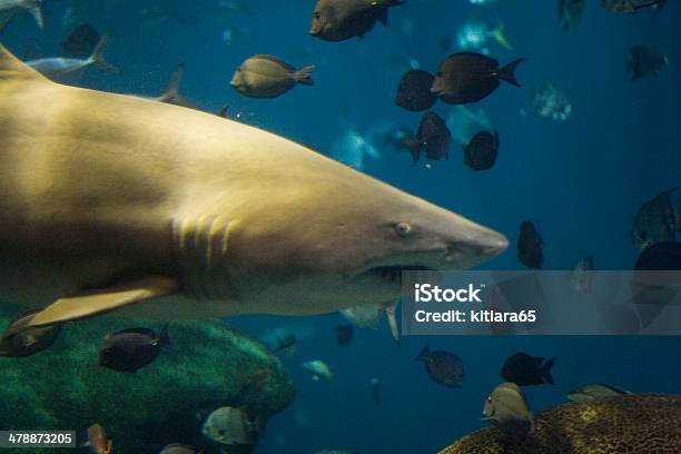 Tiburón Foto de stock y más banco de imágenes de Acuario - Recinto para animales en cautiverio - Acuario - Recinto para animales en cautiverio, Agua, Animal