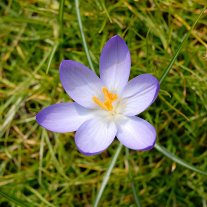 The photo shows a closeup view of a single crocus on a green meadow in spring.