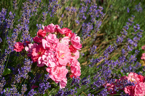 Fragrant lavender and beautiful roses in a garden