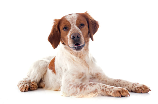 A large, multi-coloured, mixed breed dog lays down in a studio set with a white background, as he poses for a portrait.