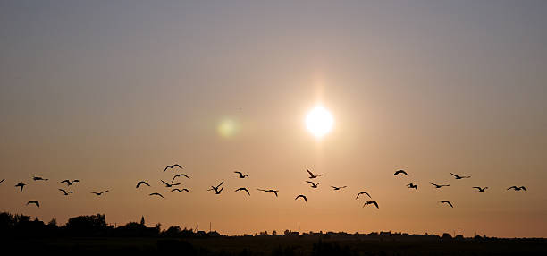 istock Flock of wild birds in sky 478874023