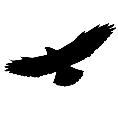 A silhouette of a soaring hawk... clipping path.