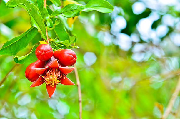 pomegranate flower and buds