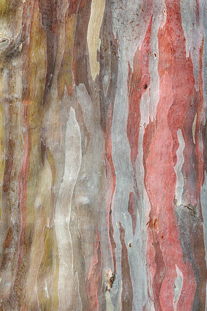 istock Color of Bark Eucalyptus 478879174