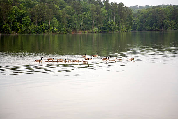 istock Flock of geese 478879635