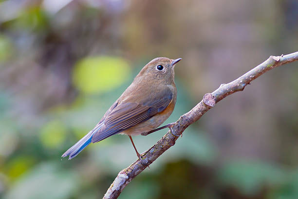 istock Blue Bird Himalayan,Birds of thailand 478879751