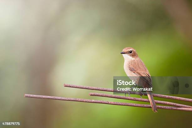 Grey Bush Chat Stock Photo - Download Image Now - Animal Wildlife, Backgrounds, Beige