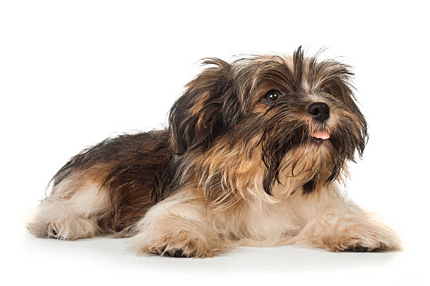 istock Lying beautiful smiling dark chocolate havanese puppy dog 478881468