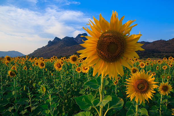 istock Beautiful landscape with sunflower field 478881836