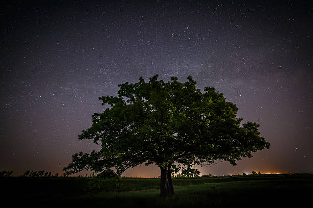 istock Oak tree with green leaves on background of  night sky 478882406