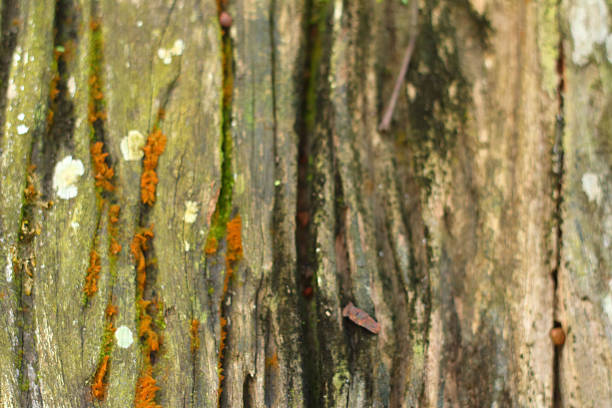 holes in wood background at the forest