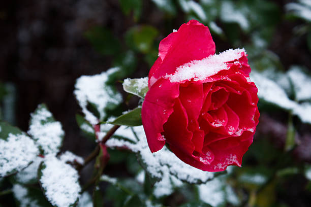 istock Rose in the snowy winter 478882736
