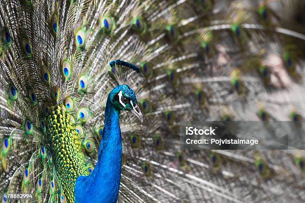 Peacock With Feathers Out Stock Photo - Download Image Now - 2015, Animal, Animal Body Part