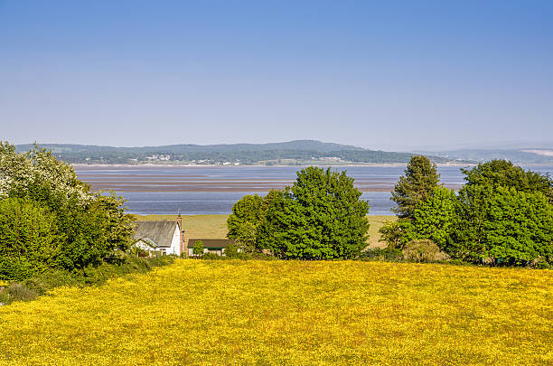 Field of Buttercups next to Morecambe Bay A field of Spring Buttercups in Grange-over Sands, with  Morecambe Bay in the background and a white house. morecombe bay photos stock pictures, royalty-free photos & images