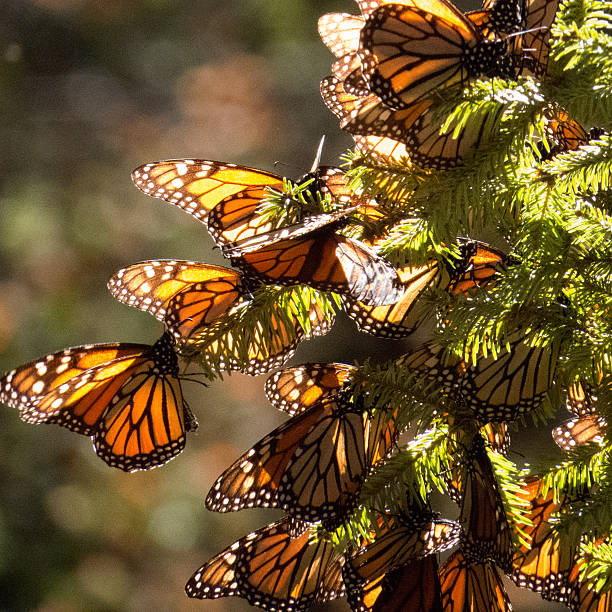 istock Monarch Butterflies on tree branch 478883072
