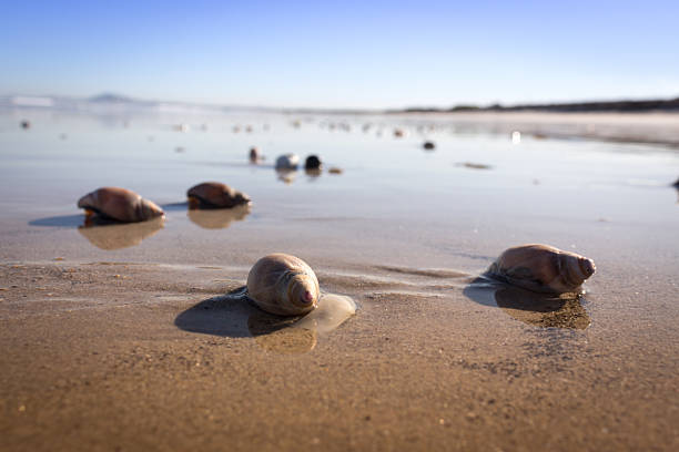 �바다빛 뱀 해변의 - sea snail 뉴스 사진 이미지