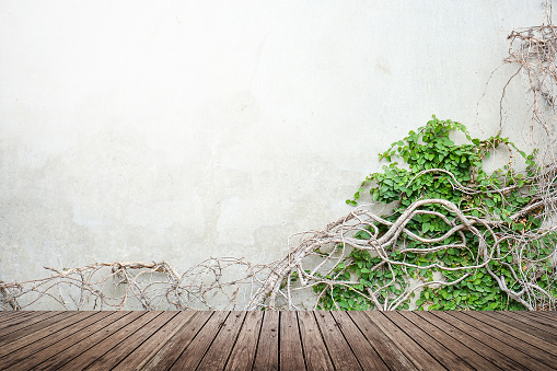 Vine growing on concrete wall and wood floor texture for background