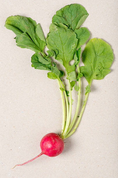 istock Radish on beige recycled paper 478887846
