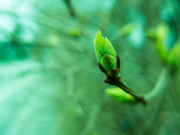 bourgeons de printemps - nobody nature fragility close up photos et images de collection