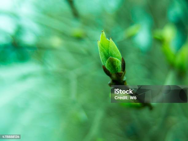 Spring Buds Stock Photo - Download Image Now - Bud, Closed, Branch - Plant Part