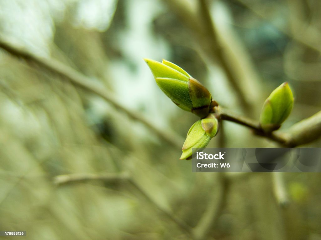 Spring Buds Spring buds 2015 Stock Photo