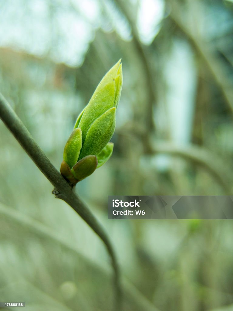 Spring Buds Spring buds 2015 Stock Photo